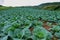 Fresh cabbage in harvest field. Cabbage are growing in garden