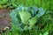 Fresh Cabbage or Headed cabbage leafy green annual vegetable crop with thick dark green leaves starting to form in cabbage head