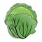 fresh cabbage vegetarian food