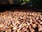 Fresh cacao beans drying in the sun