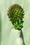 Fresh Cactus leaf, opuntia, fresh cactus leaf in spring time, popular cactus in Malta, cactus close up, green leaf of cactus