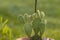 Fresh Cactus plant in the pot