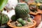 Fresh cactus plant with prickly pears and flowers , green color of thorn tree in pot at natural garden