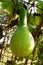 Fresh calabash on tree