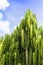 Fresh Candelabra Cactus trees