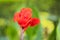 Fresh Canna Flower in the morning. blur photo