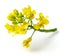 Fresh canola flowers on white