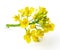 Fresh canola flowers on white