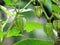 Fresh Cape Gooseberry Physalis peruviana on tree with water dr