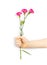 Fresh Carnation Flower Bouquet Dianthus or Schabaud