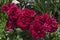 Fresh carnation flower with mix color of red and rose bloom, gentile and fragrant, district Drujba