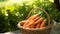 Fresh carrot in basket garden harvest scene