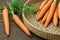 Fresh carrot in a basket, root vegetable.