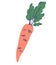 Fresh carrot with green leaves. Vegetable. Health food. Vector Illustration for recipes, restaurant, menus, printing in grocery