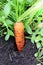 Fresh carrot in the ground.