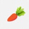 Fresh Carrot isolated clip art design element