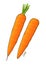 Fresh Carrot Vegetable Hand Drawing