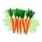 Fresh carrot vegetable isolated on white background