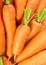 Fresh carrots. Carrot background