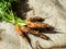 Fresh carrots freshly picked in the natural garden