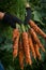 Fresh carrots from the garden in your hands. Harvest of young carrots. Harvesting of ripened crops. Growing natural