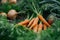 Fresh carrots with green tops in a garden