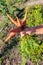 Fresh carrots in the hands of women in the garden