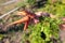 Fresh carrots in the hands of women in the garden