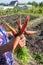 Fresh carrots in the hands of women in the garden