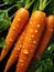 Fresh carrots ready to eat or mix in a salad