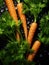 Fresh carrots ready to eat or mix in a salad