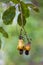 Fresh cashew nuts on tree