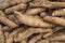 Fresh cassava freshly harvested by farmer - Manihot esculenta