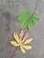 fresh cassava leaves on sandy soils textured background