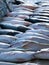 Fresh catch of Kingfish lying on dock. Saltwater fish out of the Atlantic Ocean on Florida`s East Coast