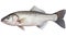 Fresh Catch Raw Sea Bass, Isolated Fresh Seabass Fish on White Background. created with Generative AI