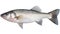 Fresh Catch Raw Sea Bass, Isolated Fresh Seabass Fish on White Background. created with Generative AI