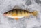 Fresh caught yellow perch on ice