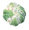 Fresh cauliflower with green leaves.