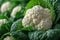 Fresh Cauliflower Heads With Green Leaves Close-Up at a Farmers Market