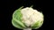 Fresh Cauliflower isolated on black background, rotate