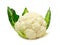 Fresh cauliflower isolated on a white background