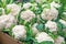 Fresh cauliflower in supermarket vegetable department