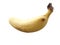 Fresh cavendish yellow banana fruit isolated on white background,