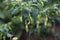 Fresh cayenne pepper or cabai rawit or devil\\\'s chilies hanging on the tree in the fields.