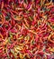 Fresh Cayenne Pepper in the market - cabe rawit segar