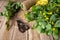 Fresh celandine leaves, scissors, twine and work gloves close-up on a wooden background.