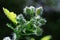 Fresh celandine wildflower close up selective focus