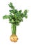 fresh celeriac (celery root) with greens cutout