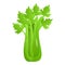 Fresh celery icon, cartoon style